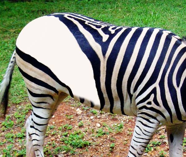 Creation of White Zebra with Black Strips : Step 2